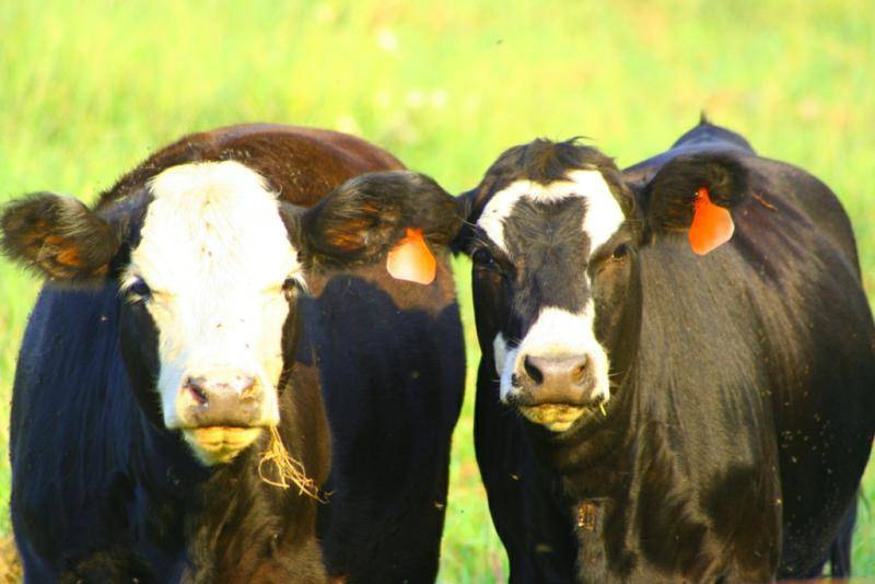 Cows have BFFs.