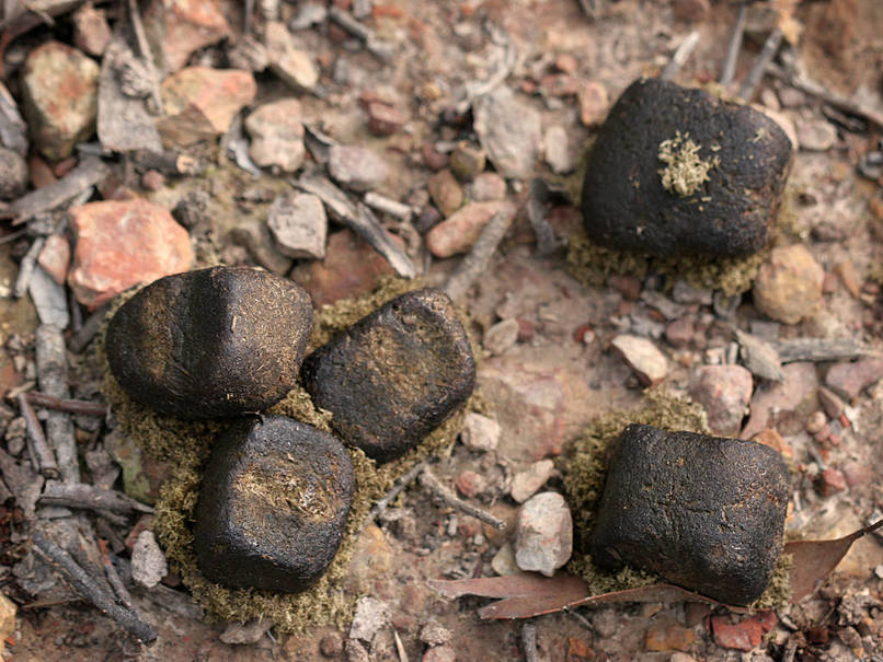 Wombats poop in squares!