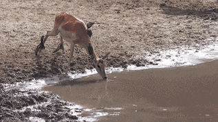 24 Crazy Animal Gifs That Will Blow Your Mind