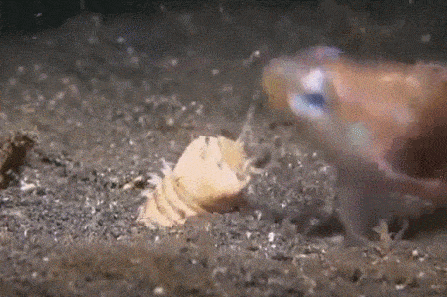 24 Crazy Animal Gifs That Will Blow Your Mind