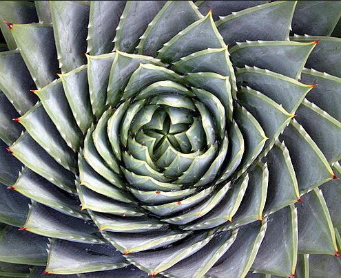 ocd golden spiral in nature