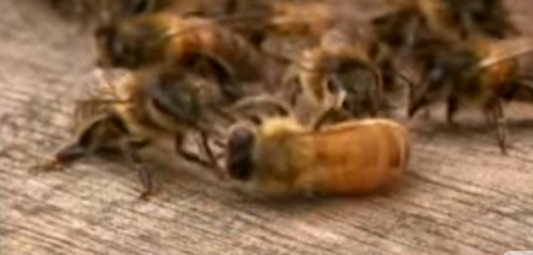 Honey bees that return to the hive drunk are punished. The punishment ranges from leg biting to complete leg loss, for repeat offenders.