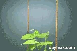 How bean stalks plants grow.