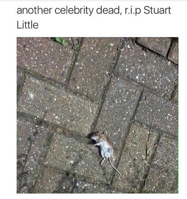 bad luck rip stuart little - another celebrity dead, r.i.p Stuart Little