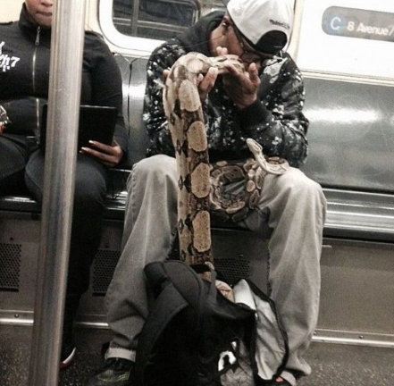 snake in new york subway