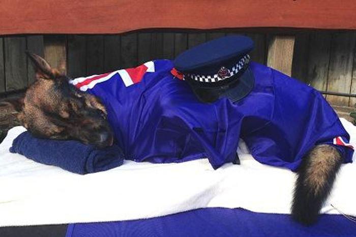 Gazza the NZ Police dog laid to rest after being shot by an armed gunman.