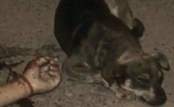 Dog stays by side of dead owner.