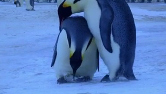 Penguins mourning the death of their baby.
