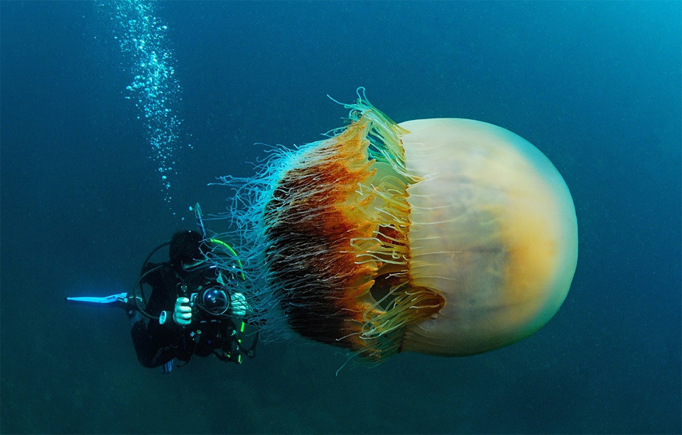 A diver swims alongside a Nomura's jellyfish. These sea creatures can weigh up to 440 lbs.