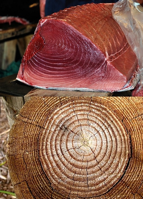 A side by side comparison of a tuna fish and a tree trunk.