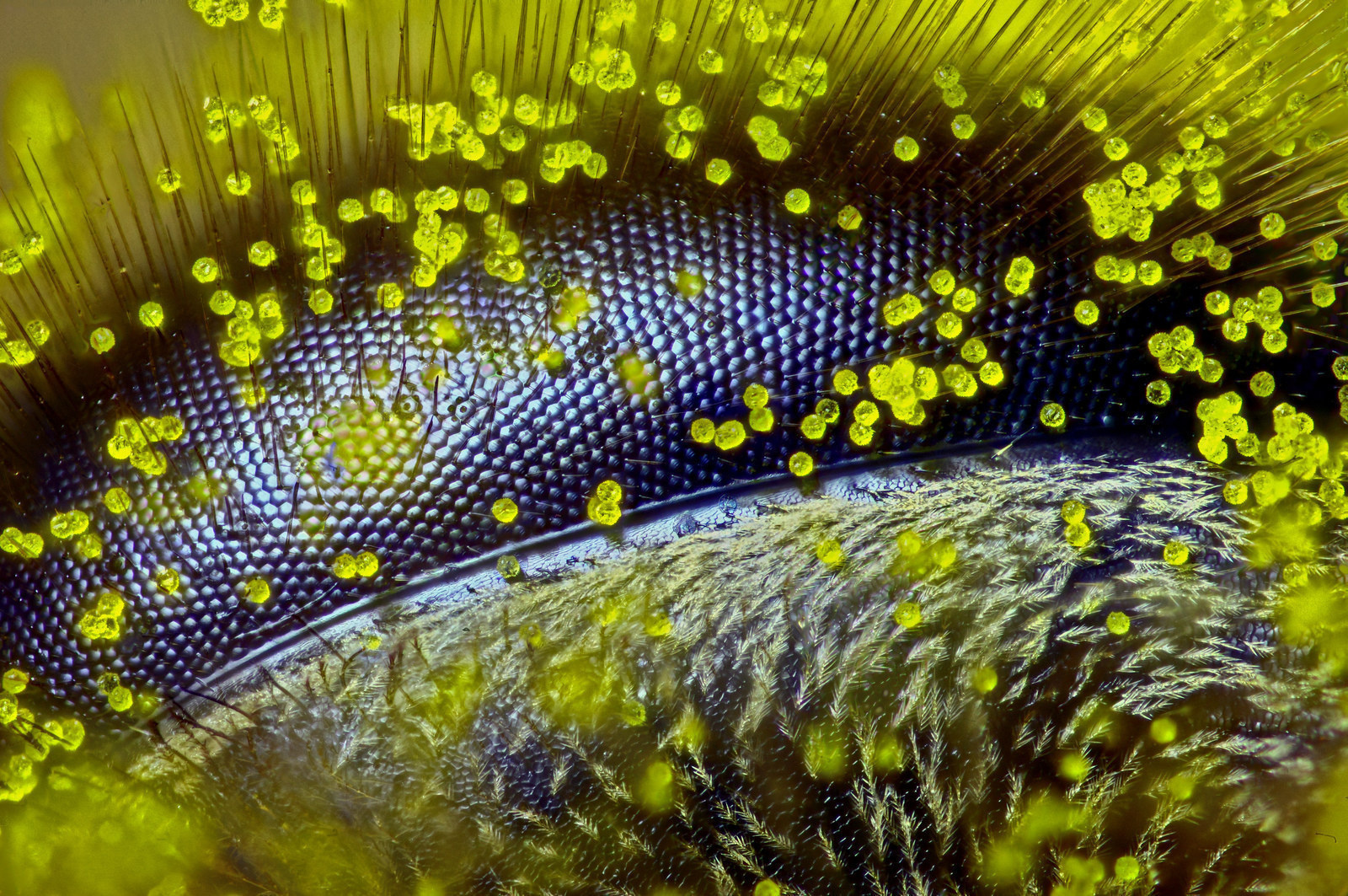 Peer into the eye of a honey bee covered in dandelion pollen at 120x magnification.