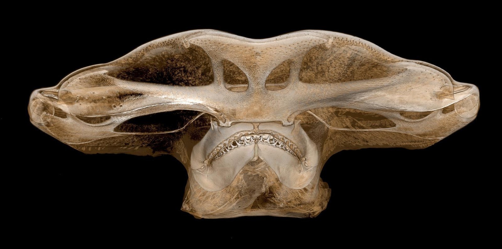 An x-ray of the distinctive hammerhead shark. These sharks tend to feast on stingrays.