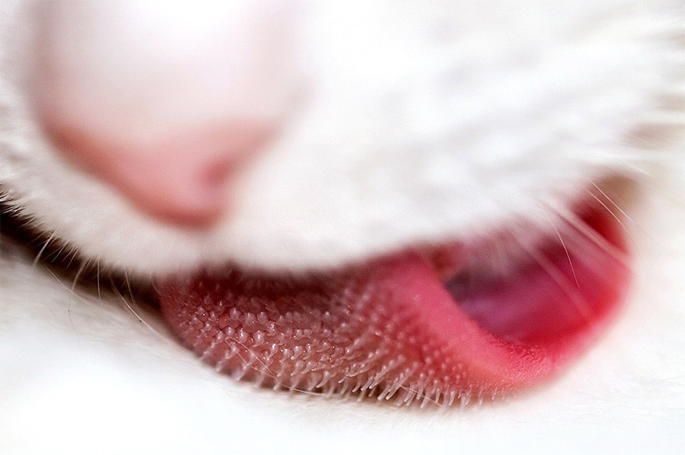 A cat tongue, pink and bumpy.