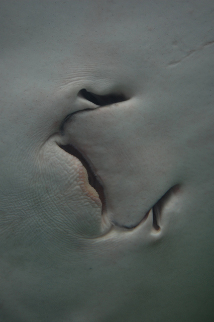 Getting up close and personal with a stingray mouth.