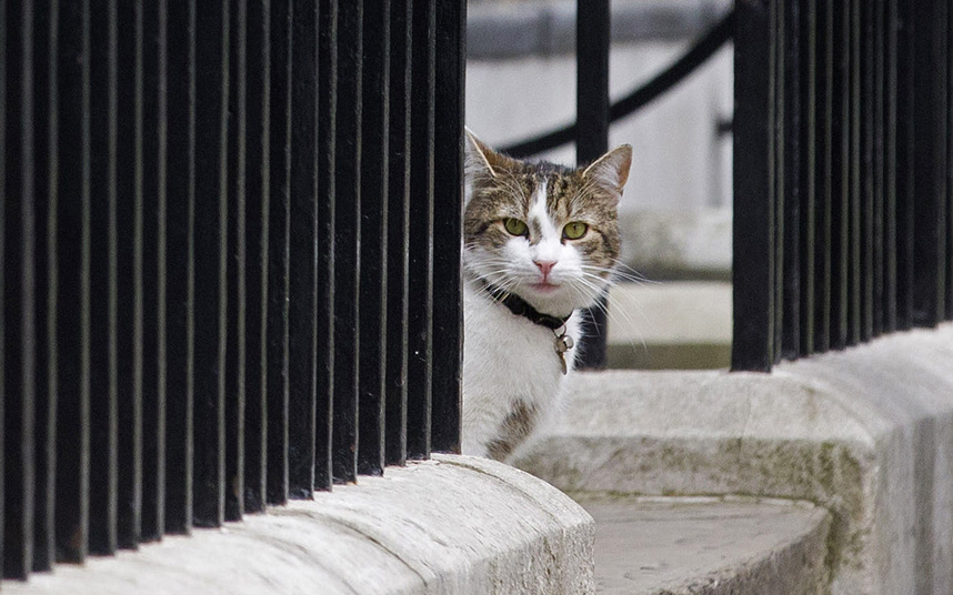 A cat belonging to the Prime Minister of the United Kingdom carries the official title of Chief Mouser to the Cabinet Office.