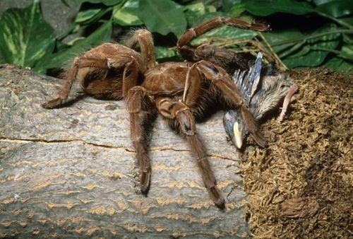 The "Goliath Birdeater" is the largest spider in the world. It weighs as much as a puppy and its fangs can pierce through a small rodent's skull.