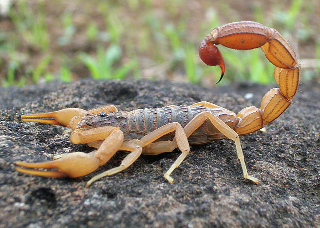 India's wealthy are turning to scorpion stings to get high. The initial sting is painful for a couple of minutes but turns into a illusionary, floating feeling lasting up to eight hours.