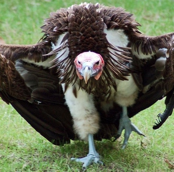 The stomach acid in vultures is corrosive, so much so these animals can digest hog cholera and anthrax bacteria.