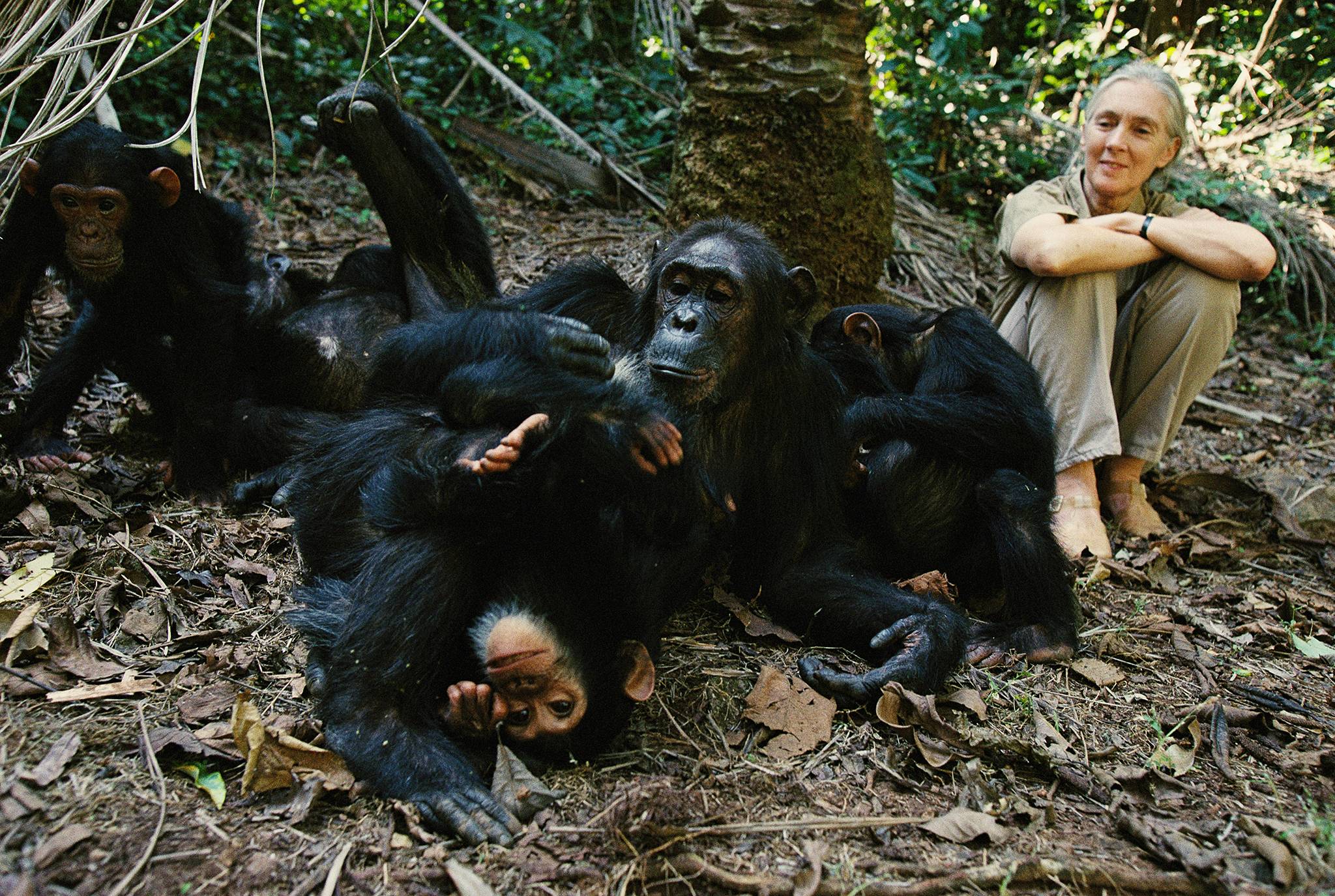 In 1974 Jane Goodall observed a social rift in a community of chimpanzees turn into a violent 4 year civil war for territory involving kidnapping, rape & murder, changing her perception of chimpanzees, it is known as the “Gombe Chimpanzee War”