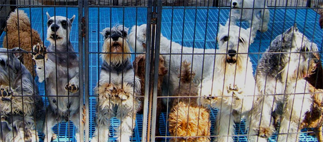 China’s pet markets make most of their money on ill animals. Vendors perform tabletop plastic surgery to make sickly mutts resemble more valuable breeds, then pump them full of new blood laced with painkillers and stimulants. The dogs are known as “week dogs,” because they die in seven days.