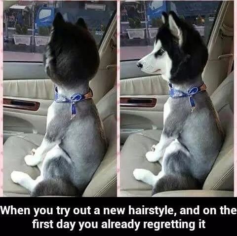 husky shaved but head - When you try out a new hairstyle, and on the first day you already regretting it