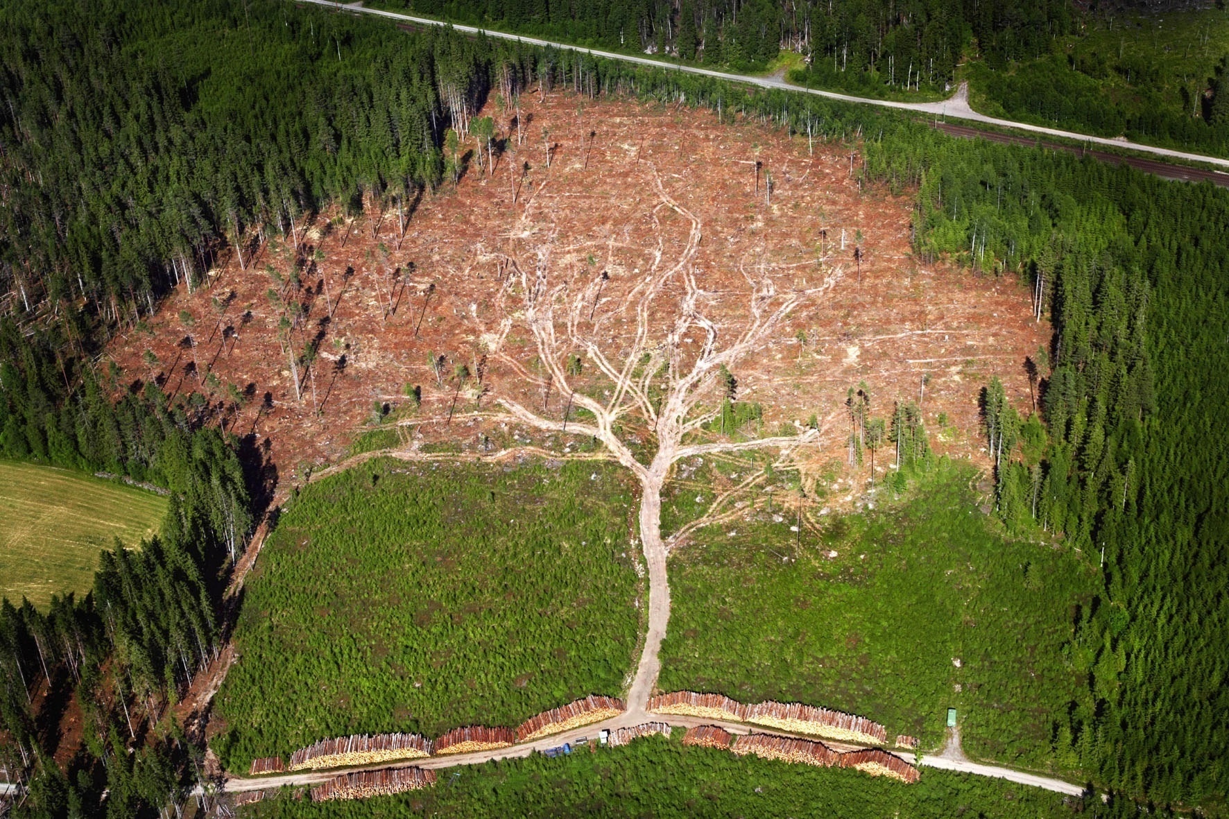 deforestation looks like a tree