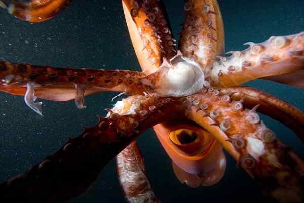 A South Korean woman got more than a mouthful when she bit into a semi-boiled squid. Immediately, according to doctor's reports, she felt a stinging, burning sensation and was rushed to the hospital. It turned out the squid had released spermatophores, which were described as “spindle-shaped, bug-like organisms," 12 of which burrowed into her cheek and tongue.