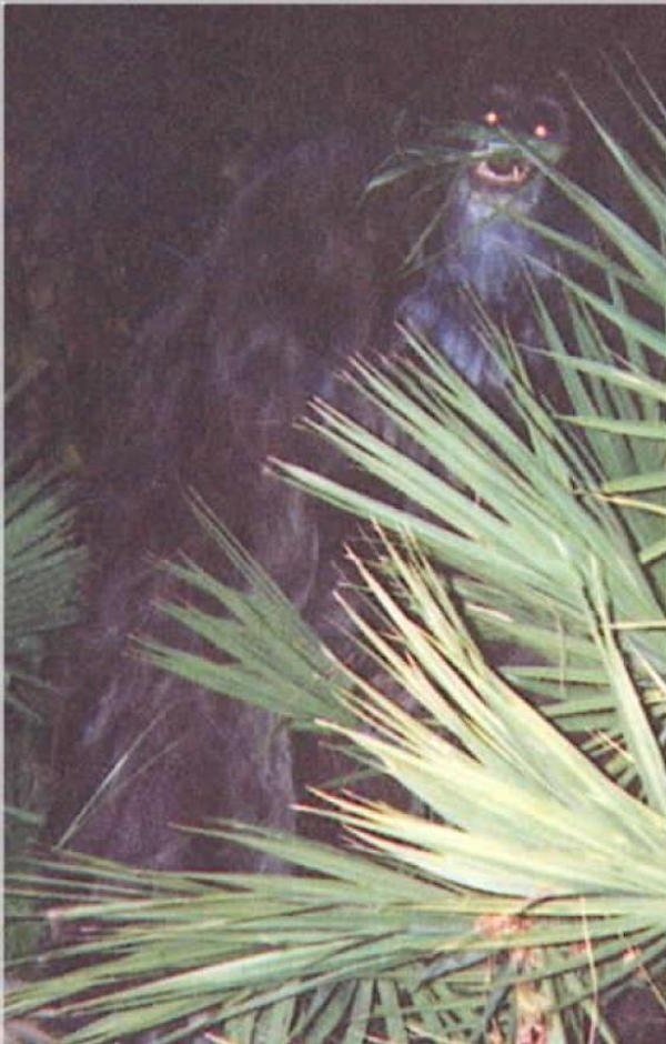 A woman took photographs of a large animal she spotted in her backyard in Sarasota County, Florida in 2000. The "Skunk Ape" photos were sent to the sheriff's department anonymously by the woman who was convinced the creature was an ape.