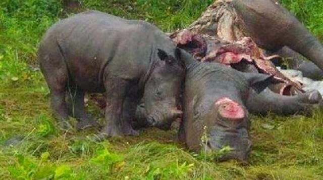 Baby rhino mourning the loss of its poached mother