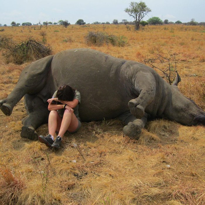 Wildlife reserve worker weeping next to poached rhino