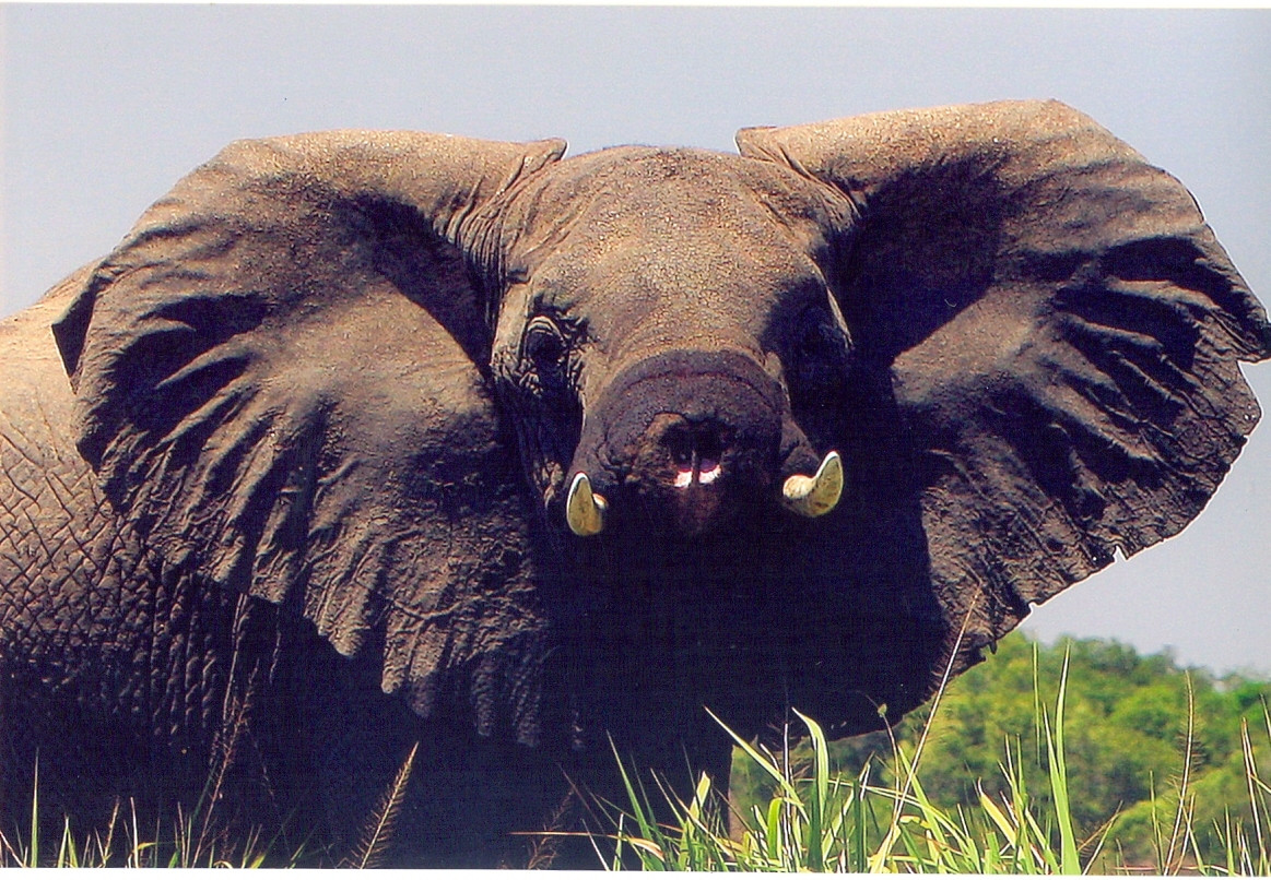 An elephant that lost its trunk to a poacher’s snare in Uganda