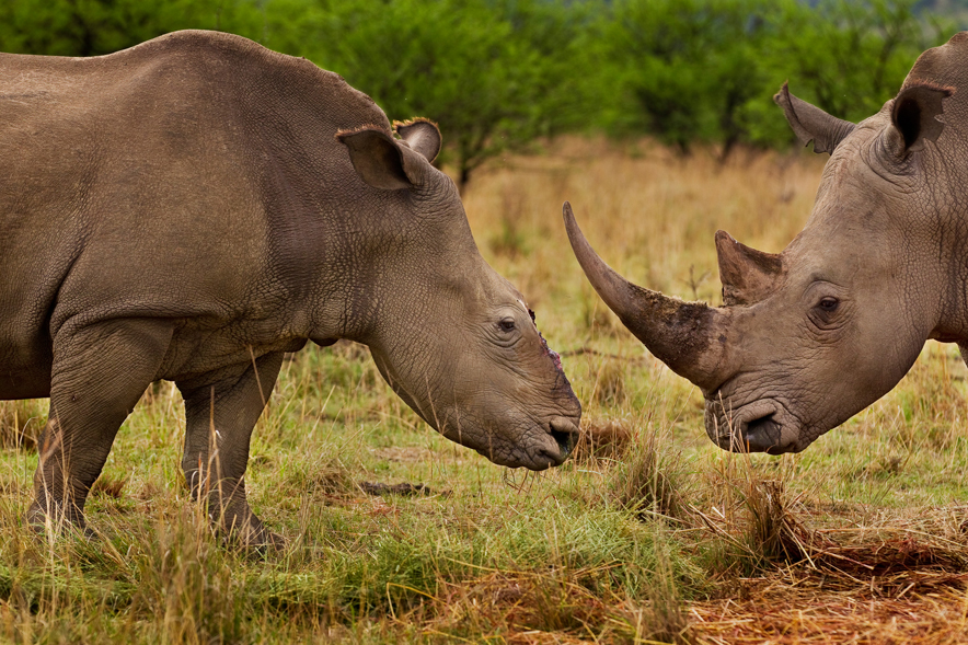 Poachers dehorned her with a chainsaw