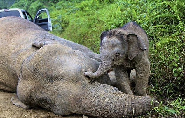 Baby elephant trying to wake up her dead mother, poisoned by poachers