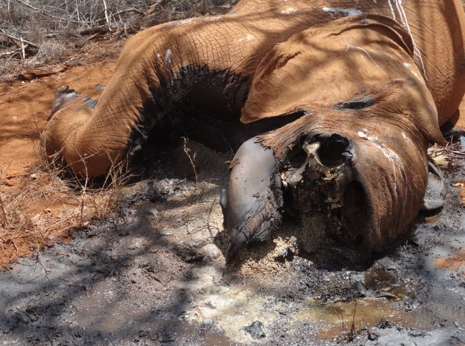 Female elephant killed by Somali poachers in Kenya