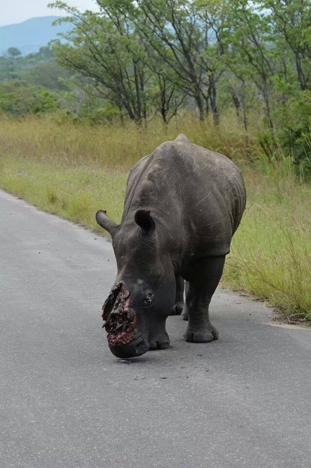 South African rhino mutilated for its horn