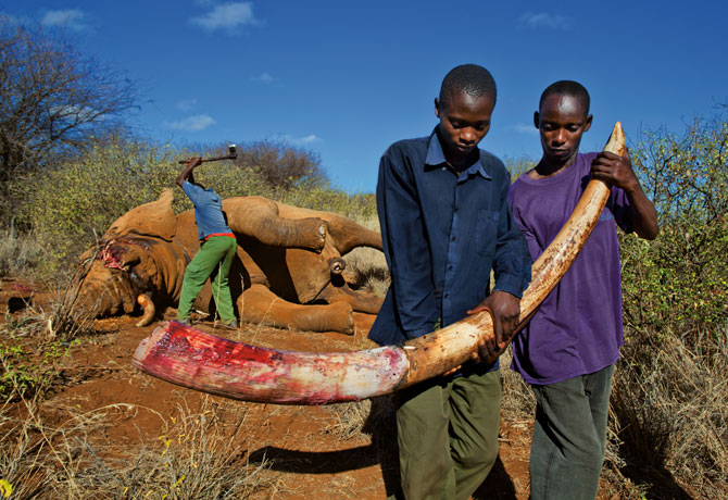 To keep the ivory from the black market, a plainclothes ranger hacks the tusks off a bull elephant killed illegally in Kenya’s Amboseli National Park. In the first half of this year six park rangers died protecting Kenya’s elephants; meanwhile, rangers killed 23 poachers.