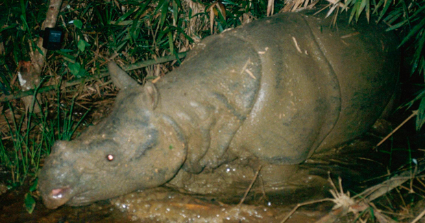 Javan Rhino Officially Extinct In Vietnam