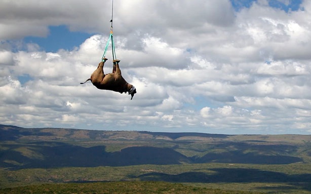 Despite efforts to save them, Africa’s Western Black Rhino is now officially extinct