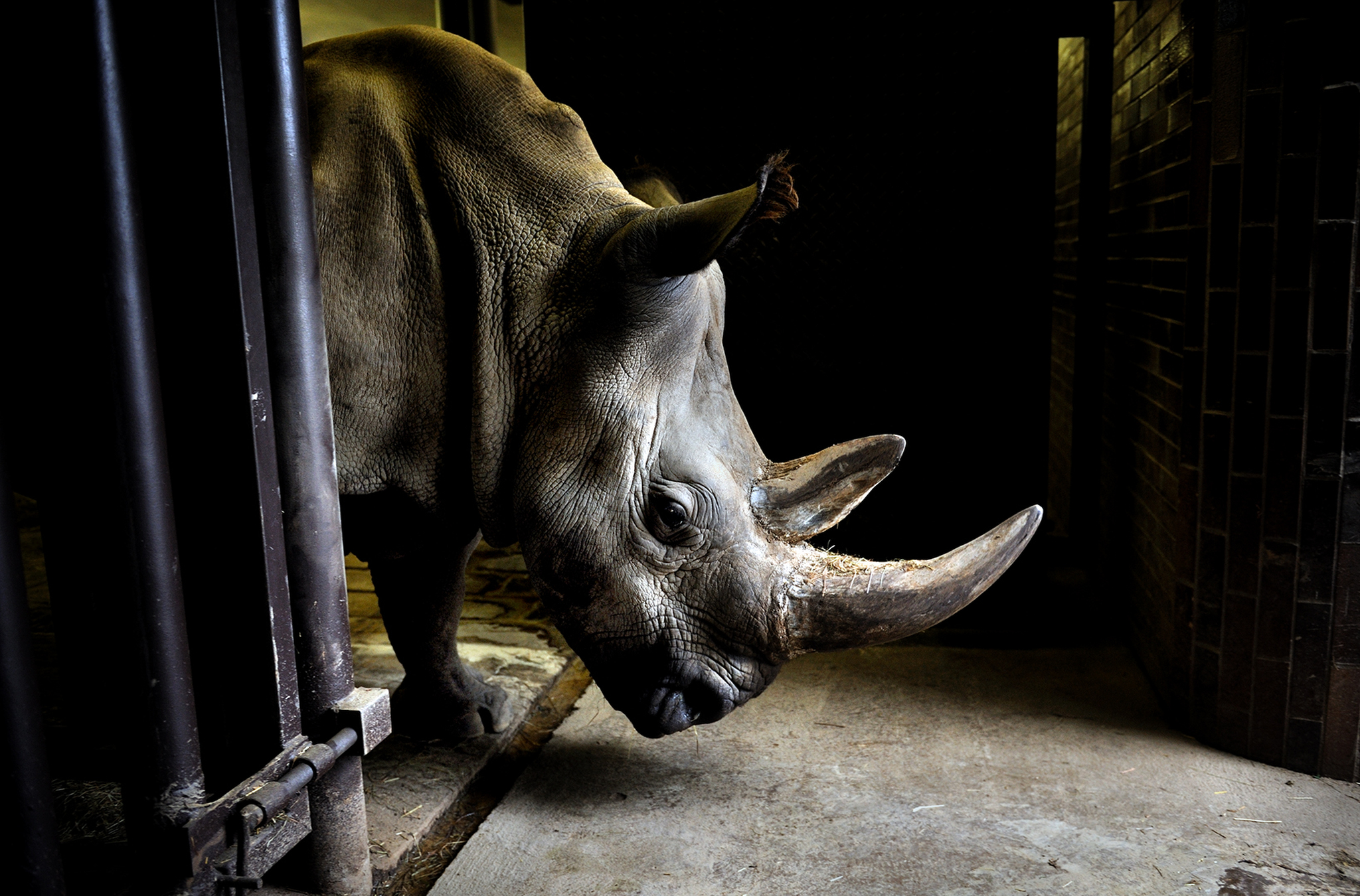 This is 1 of only 7 Northern White Rhinos left in existence.