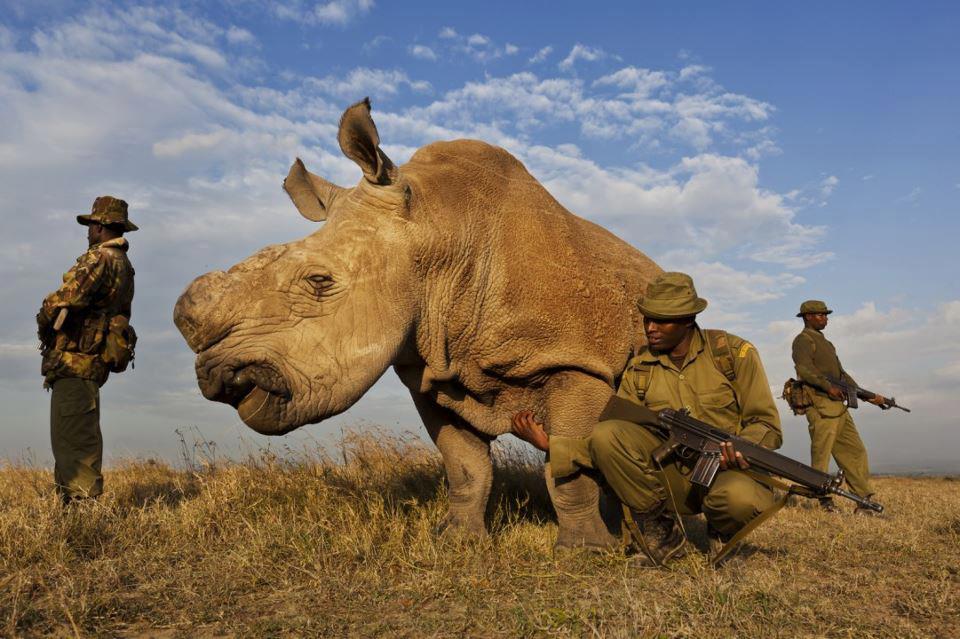 An White Rhino in the Kenyan Ol Pejeta reservation, roams about the plains flanked by armed bodyguards