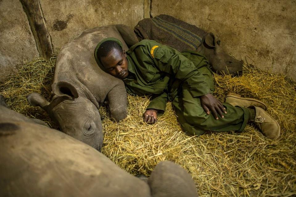 Keeper at Rhino conservancy sleeps with three orphaned rhino calfs