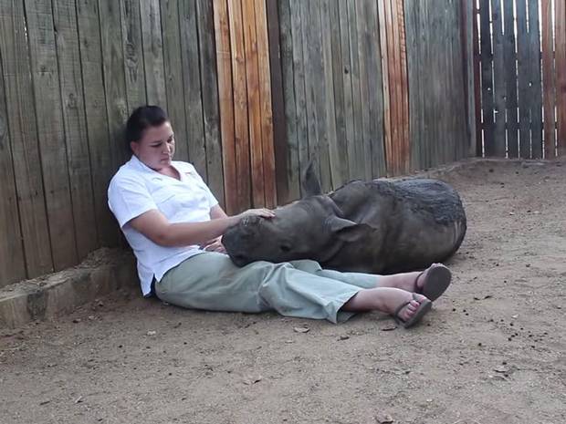 Baby rhino refuses to sleep alone after witnessing his mother’s death at the hands of poachers