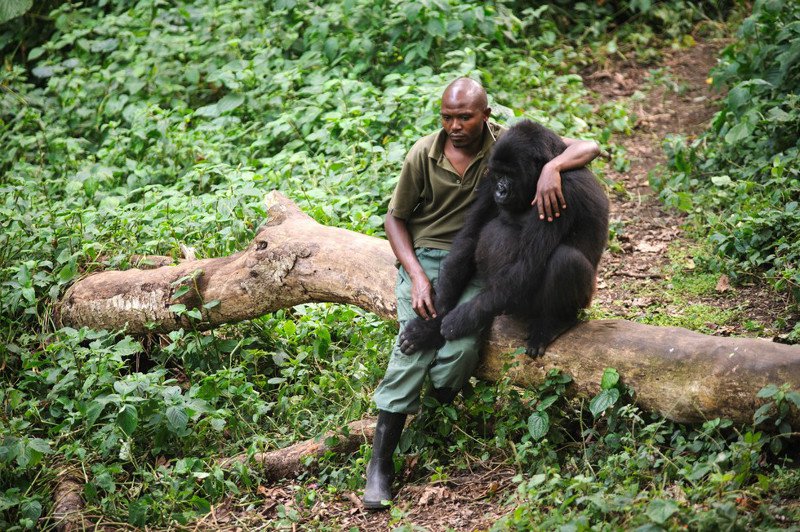 Man consoling an orphaned gorilla