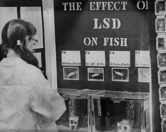 This science fair project, entitled "The Effects of LSD on Fish," was submitted by a 10th grade California student in 1972.