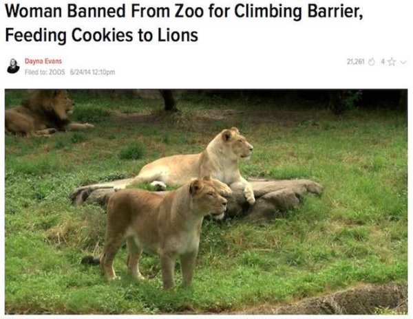 darwin award lion memes - Woman Banned From Zoo for Climbing Barrier, Feeding Cookies to Lions Dayna Evans Filed to 2005 62414 pm 21.261 04