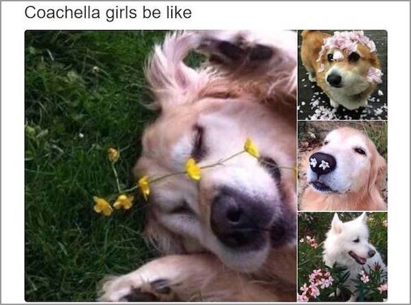 anyone who is having a bad day - Coachella girls be