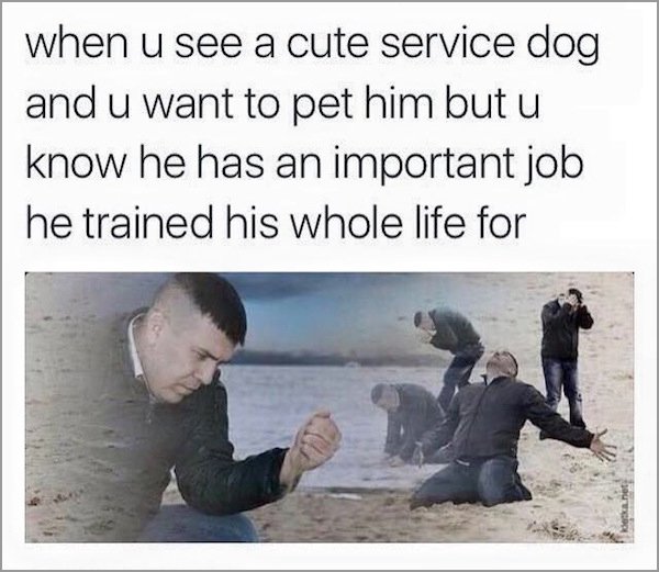 guy on beach meme - when u see a cute service dog and u want to pet him butu know he has an important job he trained his whole life for