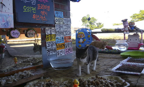 In South Korea cats are taking the internet by storm, and that may bode well for cat welfare in the country. 

A man named Koo Eun-je put out some leftover fish for a stray cat near his mother-in-law's home. When more than one cat started showing up, he set up a camera so he could monitor the area and a live stream was born.

Koo calls the site a “restaurant for cats" and even adorns it with a chalkboard of the changing menu. The stream is called “Cats Meok Bang." (Meok Bang is the term for a Korean trend in which people — frequently attractive women — eat for audiences in front of webcams.) Like human Meok Bang stars, Koo's stray cats receive cash gifts from viewers, which he uses to purchase more food for the felines. 

The site's popularity is a good for South Korean cats. Cats are often seen as diseased pests or bringers of bad luck. As a result, some fall victim to horrific acts of cruelty as people take it upon themselves to bring down the population.