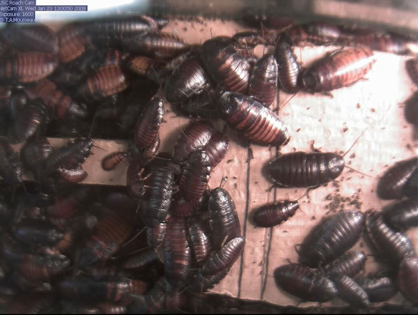 Roaches are rumored to be able to outlive anything, even on the Internet. The University of South Carolina's Roach Cam is one of the oldest animal cams in existence — it first went live in December 1993. Since then, it has been serving up enticing images of giant Madagascar Hissing Cockroaches (Gromphadorhina portentosa) ever since. The Roach Cam gets as many as 10,000 hits daily