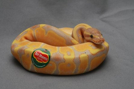 cute ball python